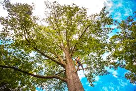 Lawn Renovation and Restoration in Orangeburg, SC