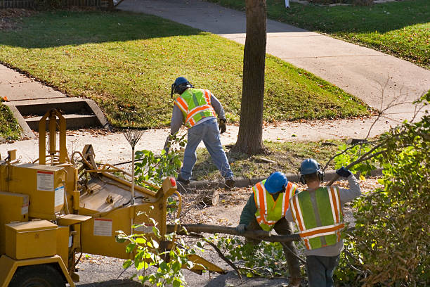 How Our Tree Care Process Works  in  Orangeburg, SC
